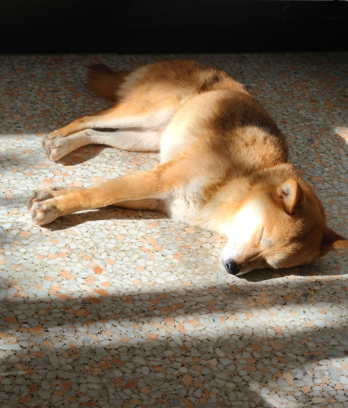 Obie, assistante à quatre pattes de kinesiologie à La Ciotat avec Thierry Coppeaux Petite chienne douce et apaisante shiba inu, prénommée Obie, assistante de séance de kinésiologie avec Thierry coppeaux - copo kinesiologie - à La Ciotat