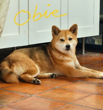 Obie, assistante à quatre pattes de kinesiologie à La Ciotat avec Thierry Coppeaux Petite chienne douce et apaisante shiba inu, prénommée Obie, assistante de séance de kinésiologie avec Thierry coppeaux - copo kinesiologie - à La Ciotat
